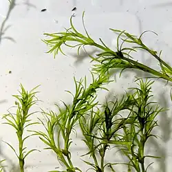 Several stems of a green plant with narrow leaves in water against a white background
