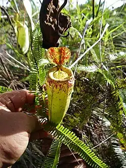 ? N. ampullaria × N. eustachya