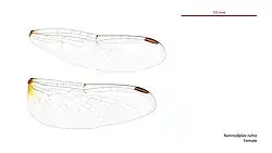 Photo of female wings