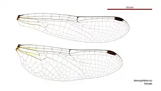 Photo of female wings
