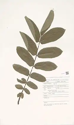 Herbarium sheet, 19th century