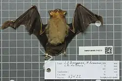 Brown bat