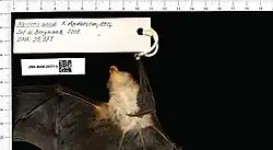 Brown bat