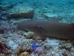 A wild tawny nurse shark