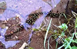 Shows a Kurdistan spotted newt with many bright yellow spots on a pitch black body among sparse vegetation and in crystal clear shallow water at the edge of a stream. The newt appears to have larger orange spots on its front arms.