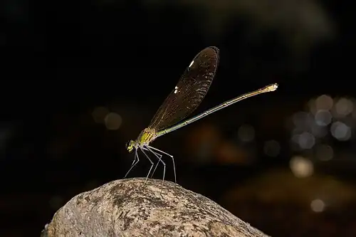 Neurobasis chinensis female