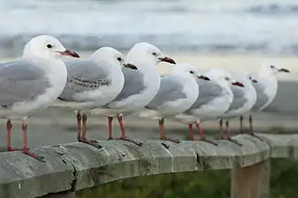 Second-winter, first-winter, and adult birds (first three, from front)