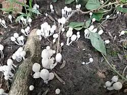 New born Trooping crumble caps