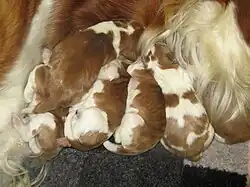 Image 57Newborn Welsh Springer Spaniels (from Puppy)