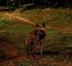 Striped hyena