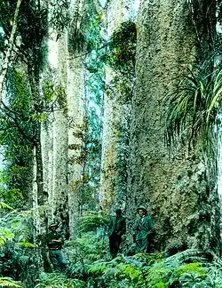 Very large trees in a jungle-like setting