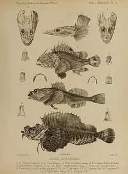 An image depicting 14 drawn figures of various fish species