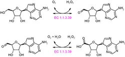 Molecular structure of the enzyme