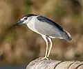 'Nominate N. n. nycticorax in Israel