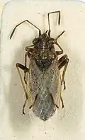 Nysius thymi