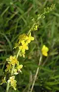 common agrimony