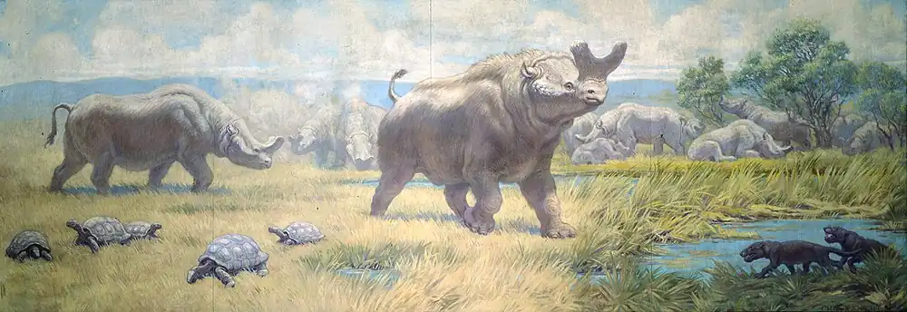 Titanotheres from Oligocene