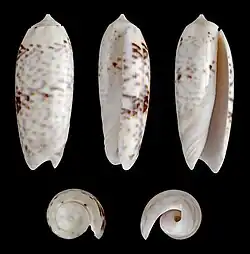 Oliva ornata