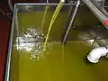 Olive oil production