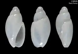 There are three white shells, oriented so that all sides are visible. To the top of the shell, there is a spiral pattern, similar to a road going upwards and around a peak.