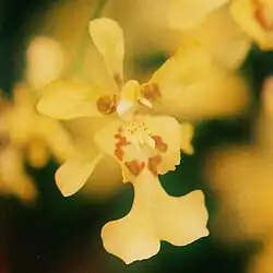 Oncidium klotzschianum