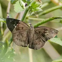 Tagiades japetus ravi from India