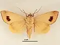 Male, ventral view