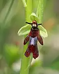 Fly orchid.