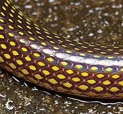 Male scale coloration