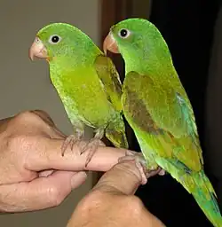 Orange-chinned parakeet (B. jugularis)