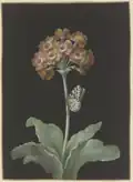Orangerote Aurikel (Primula auricula) mit Stachelbeer-Harlekin und sich einspinnender Raupe