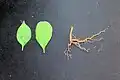 Leaf shapes and root of the plant