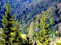 conifer trees covering a mountainside