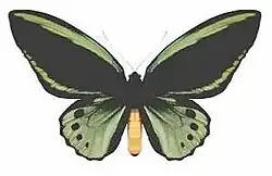 O. p. macalpinei, male