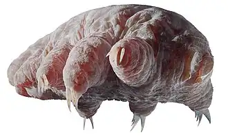 Reconstruction of the unnamed Orsten fauna tardigrade, from the Cambrian Kuonamka Formation, c. 500 mya