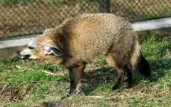 A fox looking to the left with its head lowered and ears turned back