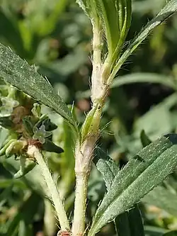 Detail of leaves and ochreas