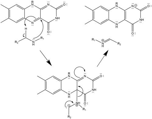 Nucleophilic Mechanism of Polyamine Oxidation
