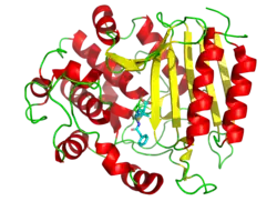 3D cartoon diagram of transpeptidase bound to penicillin G depicted as sticks