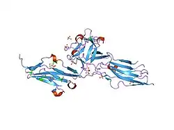 1djs: LIGAND-BINDING PORTION OF FIBROBLAST GROWTH FACTOR RECEPTOR 2 IN COMPLEX WITH FGF1