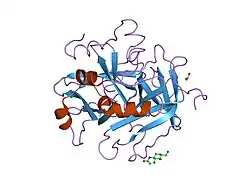 1hah: THE ISOMORPHOUS STRUCTURES OF PRETHROMBIN2, HIRUGEN-AND PPACK-THROMBIN: CHANGES ACCOMPANYING ACTIVATION AND EXOSITE BINDING TO THROMBIN