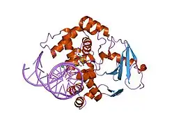 1hu0: CRYSTAL STRUCTURE OF AN HOGG1-DNA BOROHYDRIDE TRAPPED INTERMEDIATE COMPLEX