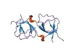 1i07: EPS8 SH3 DOMAIN INTERTWINED DIMER