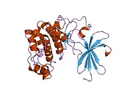 1mrv: crystal structure of an inactive Akt2 kinase domain