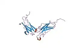1n6v: Average structure of the interferon-binding ectodomain of the human type I interferon receptor