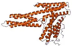 1rke: Human vinculin head (1-258) in complex with human vinculin tail (879-1066)