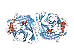 1s18: Structure and protein design of human apyrase
