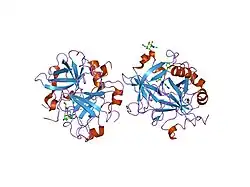 1shh: Slow form of Thrombin Bound with PPACK