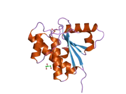 1xww: Crystal Structure of Human B-form Low Molecular Weight Phosphotyrosyl Phosphatase at 1.6 Angstrom Resolution