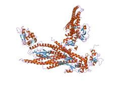 1y1u: Structure of unphosphorylated STAT5a